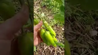 Что выросло то выросло))