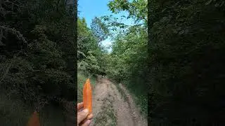 сюрпрайз