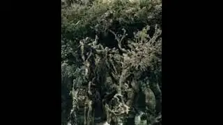 Ent Alternative Theme (orchestral edition)