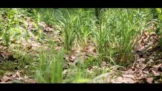 Grass animation - BLENDER 3D - Graswald Pro