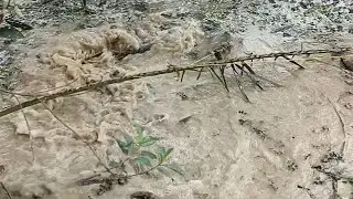 TAJUR TOMAN KU DI MAKAN PREDATOR RAWA INI