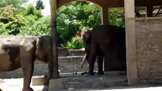 This is the reality behind elephant tourism
