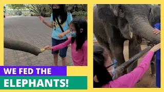 We Fed the Elephants!!!