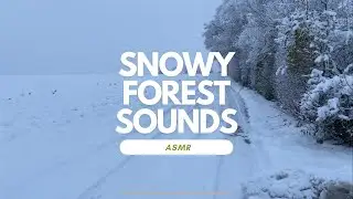 Snowflakes and Winter Nature Sounds 35 Min Asmr