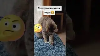 КОШКА И ЕЕ МЕЛАНХОЛИЧНАЯ ИГРА😀СО ЗВУКОМ!