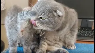 🐱КАК ПАПА КОТ ВЫЛИЗЫВАЕТ КОТЁНКА! HOW A CAT DADDY LICKS A KITTEN!