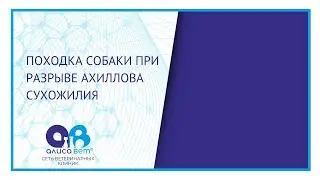 Собака хромает на заднюю лапу (вид сбоку)