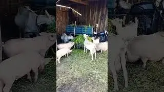 Компашка