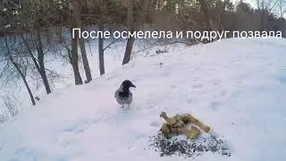 #птицызимой