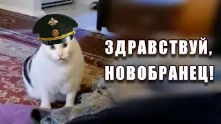 Кот Бендер: 