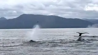 Whale watching in Icy Strait, Alaska!