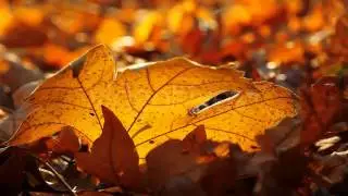 Stock Footage - Autumn Foliage - Timelapse | VideoHive