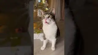 Открываем адвент для кошек😍 #cat #cats