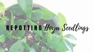 Repotting Hoya Seedlings