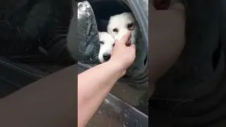 Горыныч из лаек 