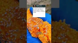 ДВЕ БЛОНДИНКИ ЭТО СИЛА 