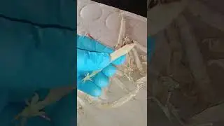 Как правильно собрать семена гороха