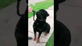 RAÇA (ROTTWEILER) 🇩🇪 #Shorts #dogs #caesdeguarda #rottweiler