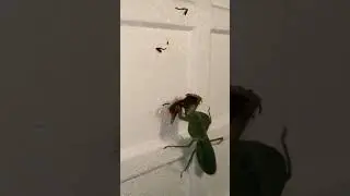 Praying Mantis attacks Giant Hornet