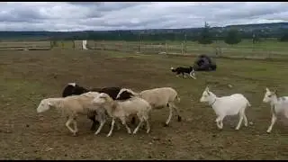 Огонь Пастьба