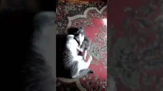 Котячие бои...;)))
