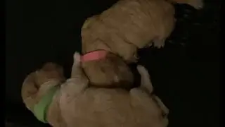 Poodle Puppies Day 3 @quickrelaxation535