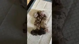 Свободны 4 мальчика🥰 ТГ https://t.me/+XzikLRvf2cFkNTIy #щенки  #americanbully #булли #буллипокет
