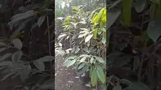 Bibit duriannya segar segar