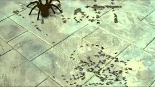 Spider eaten Matt