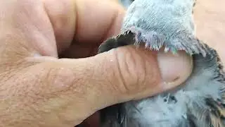 2.09.2024г Вакцинирую Голубей 👍
