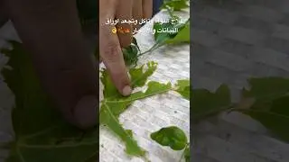 إلتواء وتآكل وتجعد آوراق النباتات والأشجار,, خاصة البراعم حديثة النمو 🍂🍁👈 الأسباب والعلاج