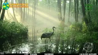 Common crane / Серый журавль / Grus grus. Green Video Wildlife