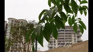 A day in my life | Baking Biscoff brownies and veg cutlets | Art journal