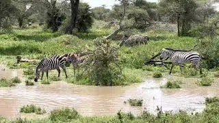 Green Season in the Southern Serengeti