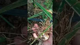 Озимый чеснок готов к уборке по всем признакам