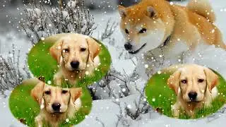 Как прекрасен этот мир,посмотри