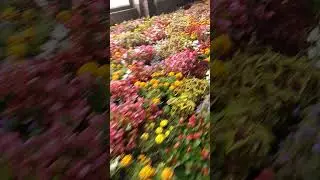 Все цветы