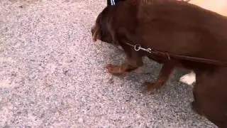 Gross Dog