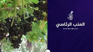 مجربين العنب الرئاسي 😍😋