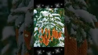 Ах,белые розы..зимние морозы.