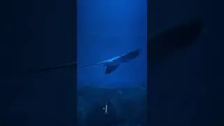 Shark Surprise