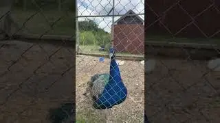 Павлин