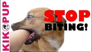 STOP your puppy BITING mouthing