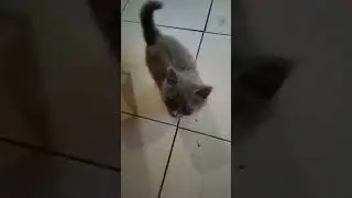 два брата акрабата Боб и Мурзик
