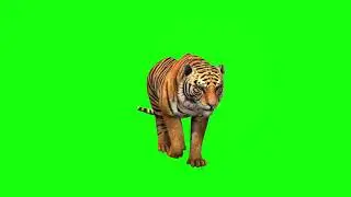 Tiger green screen 4k, tiger cartoon green screen, cartoon green screen, anime green screen,