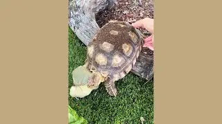 Giving Myrtle a Helping Hand 🤗❤️