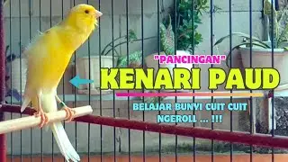 Wow❗Suara PANCINGAN KENARI PAUD BeLajar Bunyi NgeriwiK || Masteran KENARI Paud || Part 138
