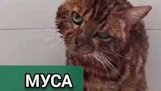 Муса