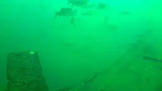 Lake fish life is amazing  a spectacular video recorded 15 mt down
