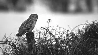 Winter Song